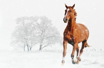 Ten tips for overwintering your horse