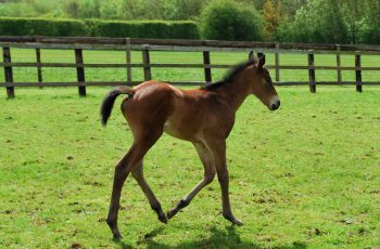 Foaling season