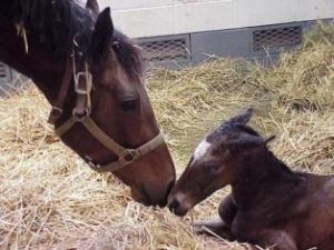 Mare and foal