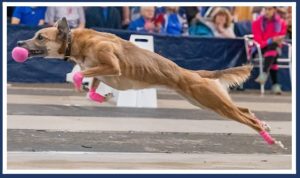 Perform Aid Testimonial 2026