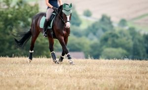 NutriScience Horse Fitness