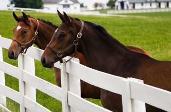 NutriScience Horses