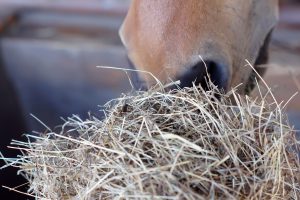 NutriScience Horse Forage