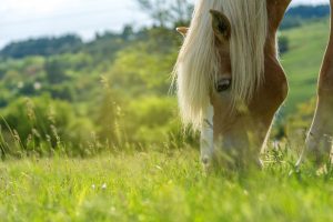 NutriScience Horse Grass