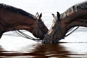 Horses Drinking