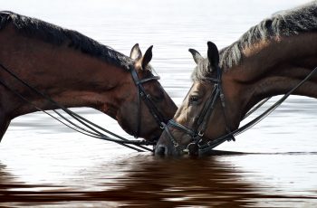 Horses Drinking