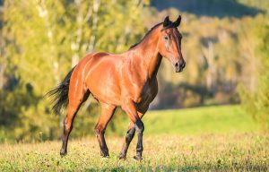 Healthy Horse