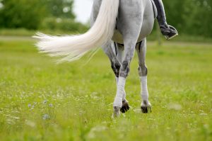 Horses Legs in Summer