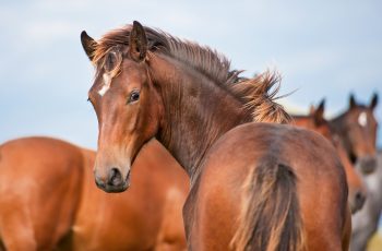 Young Horse