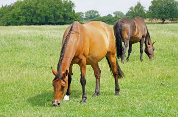 In-Foal Mares