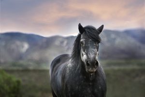 How to Help Your Horse's Gut Health