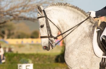 How to Build Up Muscle on Your Horse