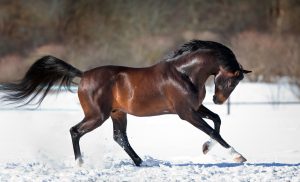 Winter Feeding Tips