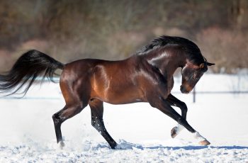 Winter Feeding Tips