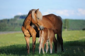 NutriScience Supplementation for Mares