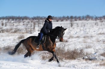 Looking After Your Horse’s Joints in Winter