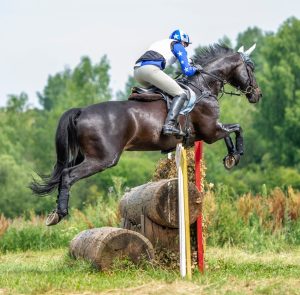 NutriScience Equine Competition Season Blog Image
