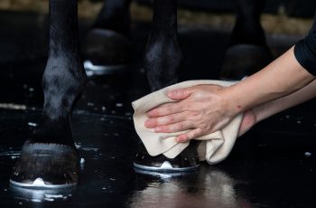 NutriScience Summer Hoof Care