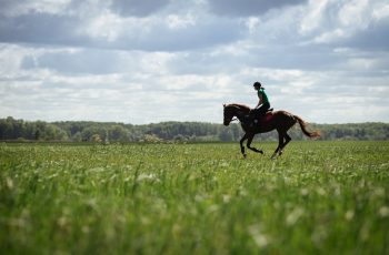 Managing Summer Ground Conditions