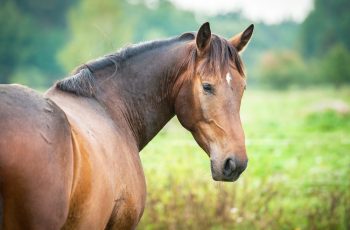 Healthy Digestive System, Healthy Horse