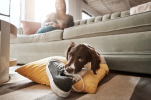 Back-to-School Season for Your Dog