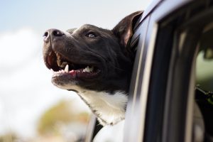 NutriScience 5 Tips for Travelling with Dogs