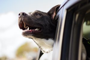 NutriScience 5 Tips for Travelling with Dogs