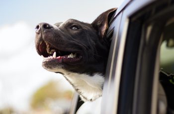 NutriScience 5 Tips for Travelling with Dogs