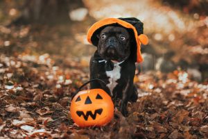 Halloween Helpful Hints for Pet Owners
