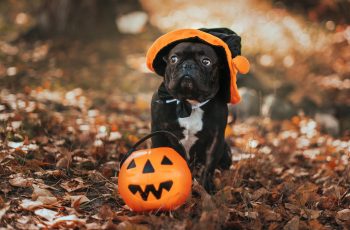 Halloween Helpful Hints for Pet Owners