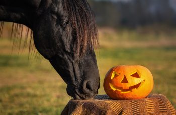 NutriScience Equine - Halloween Helpful Hints for Horse Owners