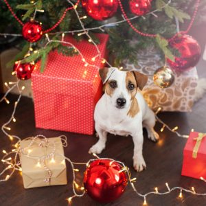 Holiday season Pet Safety