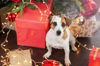 Holiday season Pet Safety