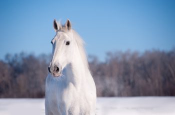 Winter Care for Older Horses NutriSceince