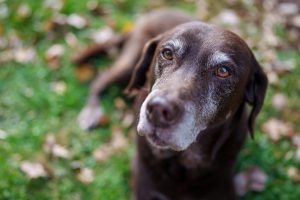 Top Tips for Senior Pet Owners