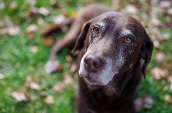 Top Tips for Senior Pet Owners