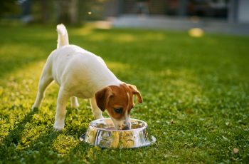 The Importance of Dietary Supplements for Pets