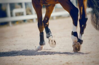 NutriScience Love Your Horse’s Hooves