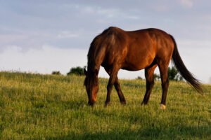 A Guide to Broodmare Supplementation