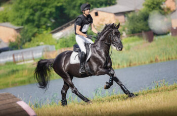 NutriScience Joint Care for the Competition Horse