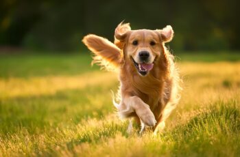 Easy Tips for Dog Joints &Mobility Care