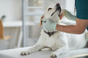 Tips for an Anxious Dog at the Vet