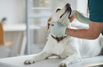 Tips for an Anxious Dog at the Vet