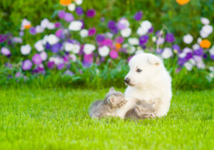Easter Advice for Pet Owners