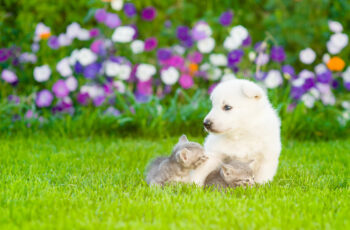 Easter Advice for Pet Owners