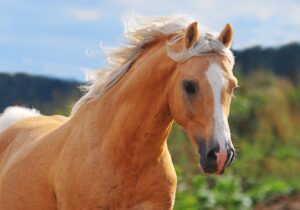 Gut Gold: The Gold Standard Supplement for Equine Digestive Health