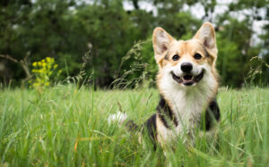 A Pet Parents Guide to Digestion in Dogs