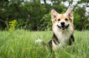 A Pet Parents Guide to Digestion in Dogs