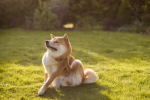 Itchy Skin in Dogs – Causes & Treatments 