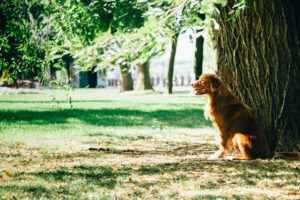 Hot Weather Helpful Hints for Pet Owners